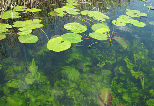 Hutovo_Blato_clear_cold_water